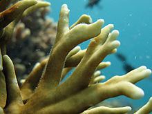 Capitata (Hydrozoa) httpsuploadwikimediaorgwikipediacommonsthu