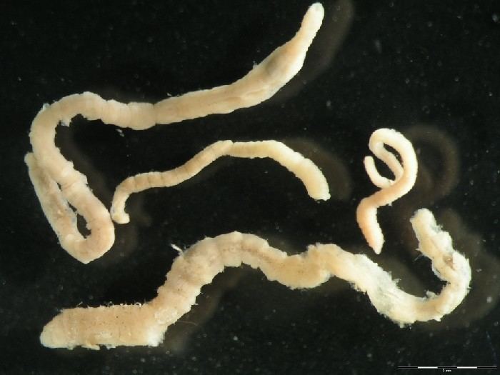 Capitella capitata WoRMS Photogallery