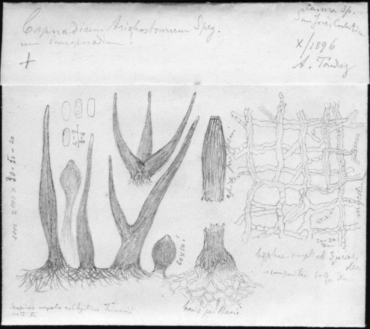 Capnodium Spegazzini39s Drawings of Fungi Capnodium trichostomum