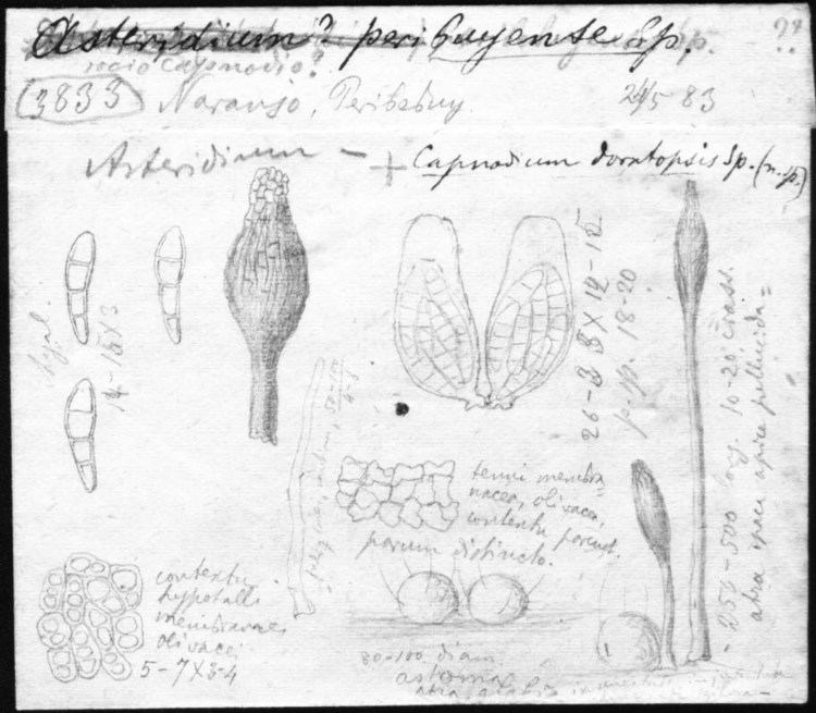 Capnodium Spegazzini39s Drawings of Fungi Capnodium doratopsis
