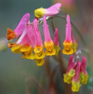 Capnoides Corydalis sempervirens Buy Online at Annie39s Annuals