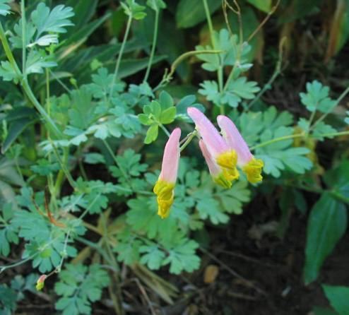 Capnoides Capnoides sempervirens Rockharlequin Corydalis sempervirens