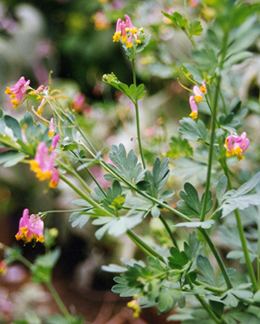 Capnoides Corydalis sempervirens Buy Online at Annie39s Annuals