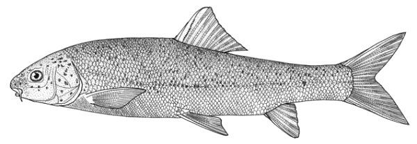 Capoeta Freshwater Fishes of Iran Species Accounts Cyprinidae Capoeta