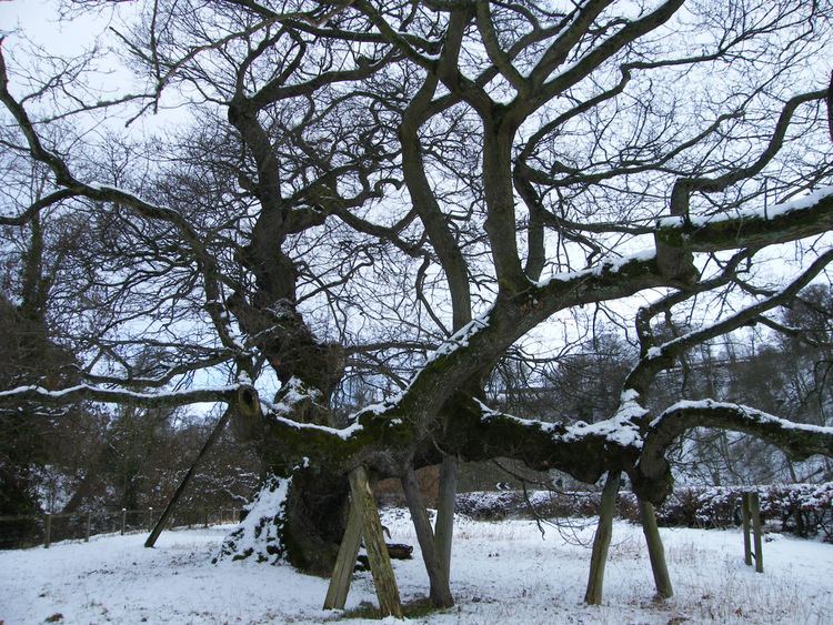 Capon Oak Tree