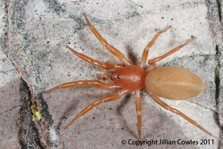 Caponiidae NMSU The Spiders of the Arid Southwest Haplogynes taxonomic