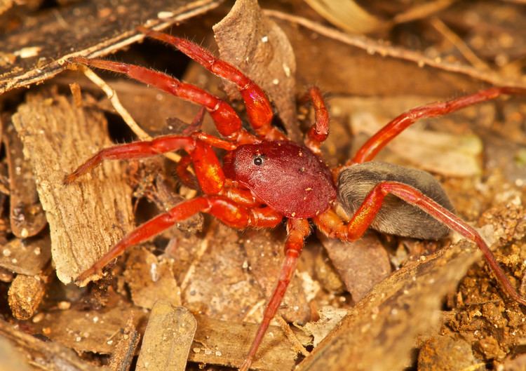 Caponiidae Red woodlouse spider Caponiidae thanks to xjoncamposx a Flickr