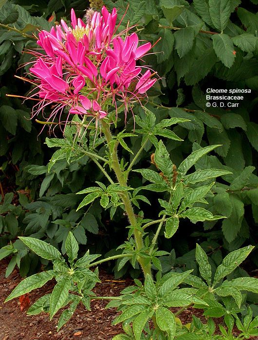 Capparaceae Flowering Plant Families UH Botany