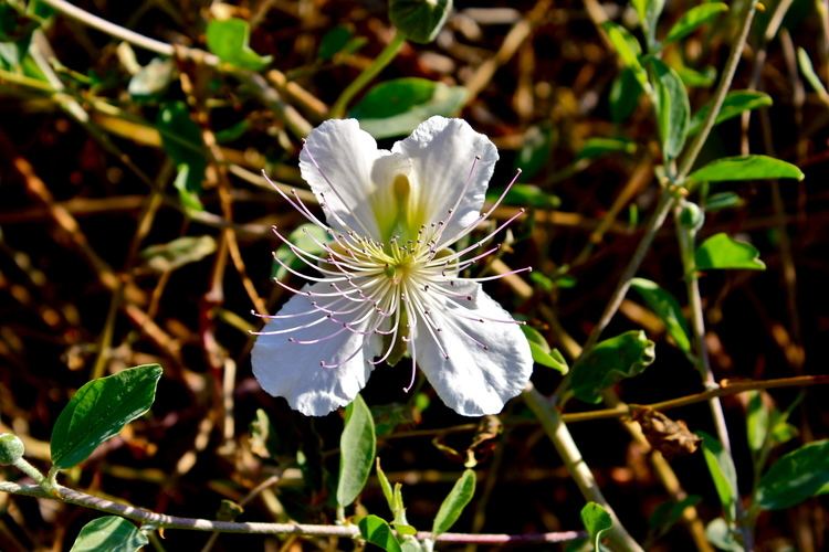 Capparaceae Capparaceae Capparis spp spinosa anthropogen