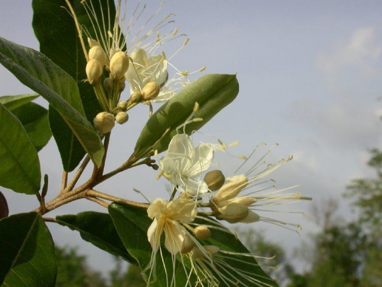 Capparaceae Capparis indica Capparaceae image 478 at PlantSystematicsorg