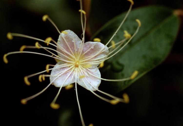 Capparaceae Capparis cynophallophora Capparaceae image 23484 at PhytoImages