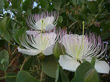 Capparaceae httpsuploadwikimediaorgwikipediacommonsthu