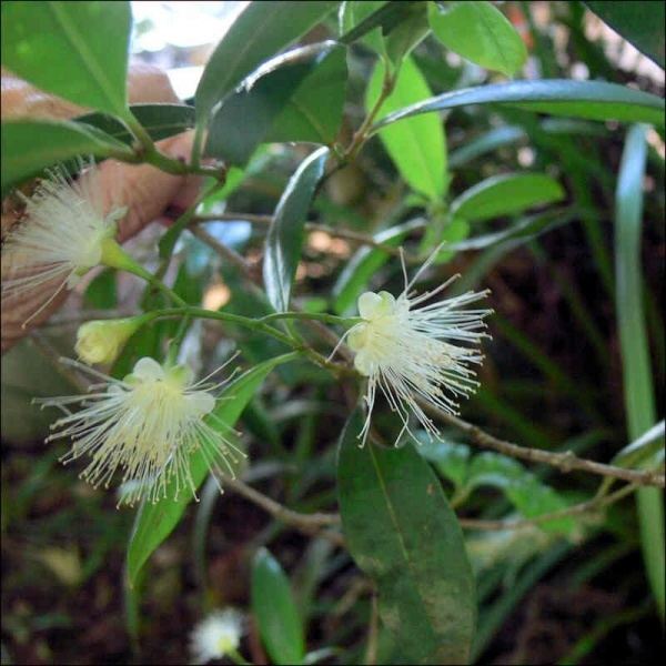 Capparis arborea Capparis arborea Noosa39s Native Plants