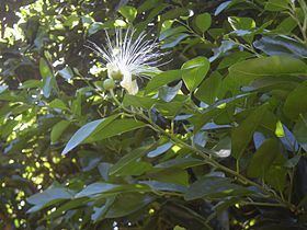 Capparis arborea httpsuploadwikimediaorgwikipediacommonsthu