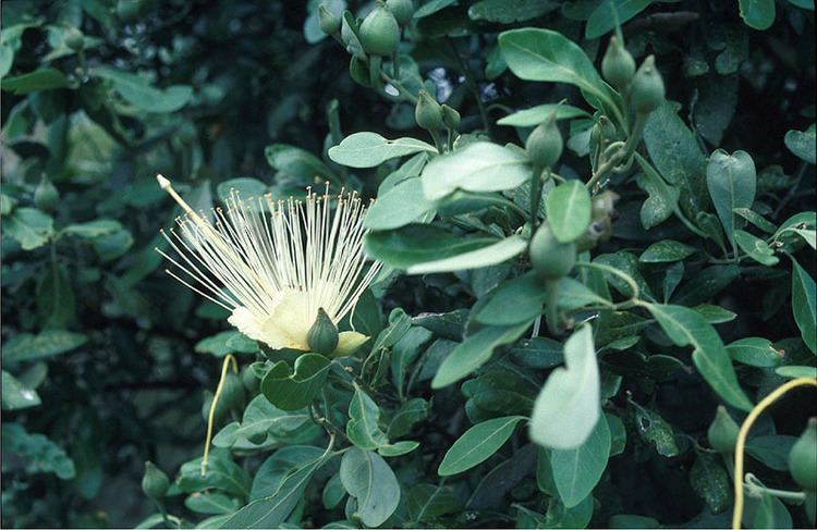 Capparis arborea Brush caper berry Capparis arborea Department of Environment and