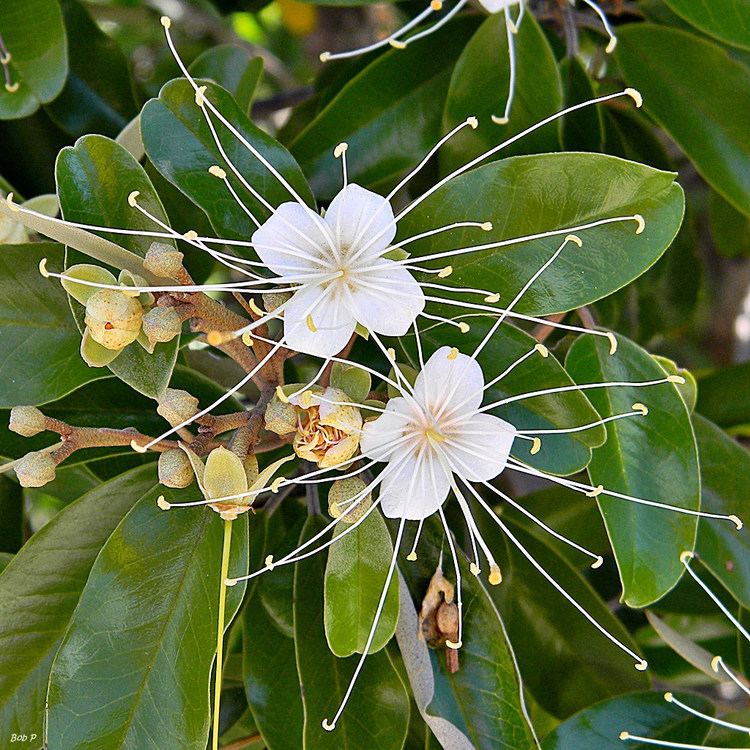 Capparis cynophallophora Jamaica capertree Capparis cynophallophora A Jamaica ca Flickr