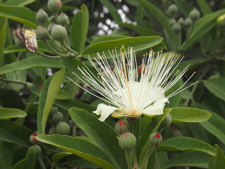 Capparis lasiantha FileCapparis lasiantha flower with Belenois java adult in