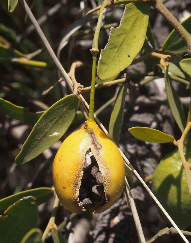 Capparis lasiantha FileCapparis lasiantha ripe fruitjpg Wikimedia Commons