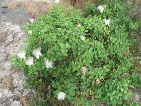 Capparis sandwichiana Native Plants Hawaii Viewing Plant Capparis sandwichiana