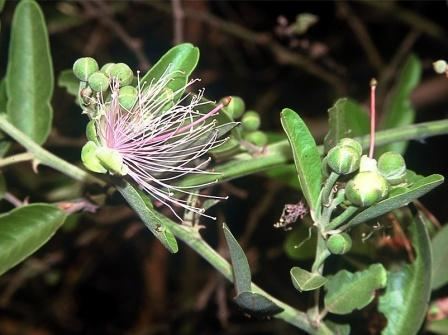 Capparis tomentosa Capparis tomentosa Health effects and herbal facts