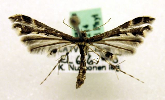Capperia trichodactyla