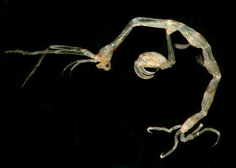 Caprella Skeleton Shrimp Caprella mendax