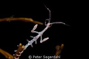 Caprella linearis Underwater Photo Contest Entries By Peter Segerdahl