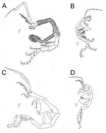 Caprella mutica Caprella mutica Nobanis