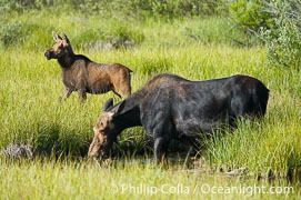 Capreolinae Grand Teton National Park photos Phillip Colla Natural History