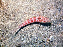 Capricorn lizardfish httpsuploadwikimediaorgwikipediacommonsthu