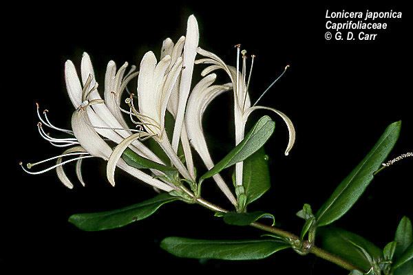 Caprifoliaceae Flowering Plant Families UH Botany