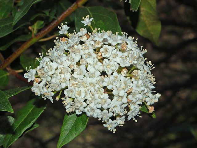 Caprifoliaceae FileCaprifoliaceae Viburnum tinus2JPG Wikimedia Commons