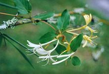 Caprifoliaceae httpsuploadwikimediaorgwikipediacommonsthu