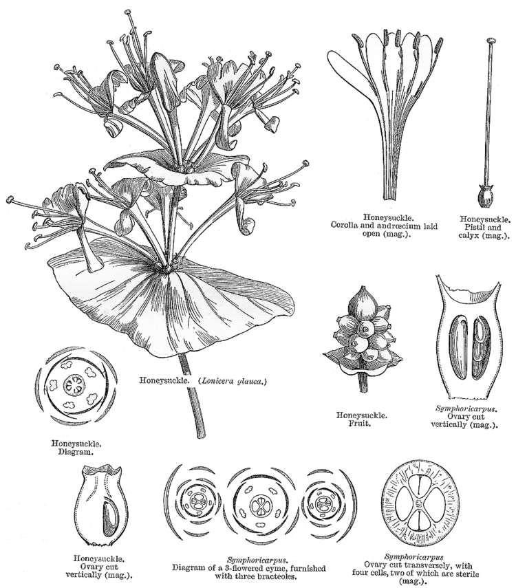 Caprifoliaceae Angiosperm families Caprifoliaceae Juss