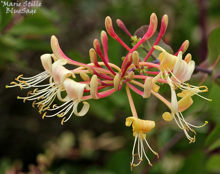 Caprifoliaceae Honeysuckle family Caprifoliaceae Bluesage Korfublogg