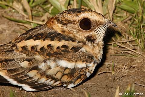 Caprimulgus More on Caprimulgus cayennensis Whitetailed Nightjar