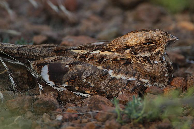 Caprimulgus Birds of the genus Caprimulgus Hotspot Birding