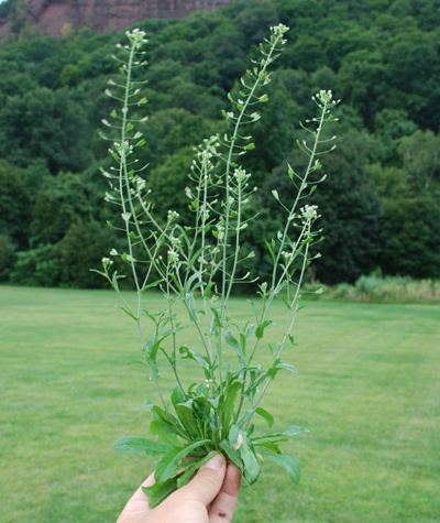 Capsella bursa-pastoris Capsella bursapastoris UMass Amherst Landscape Nursery amp Urban