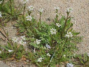 Capsella (plant) httpsuploadwikimediaorgwikipediacommonsthu