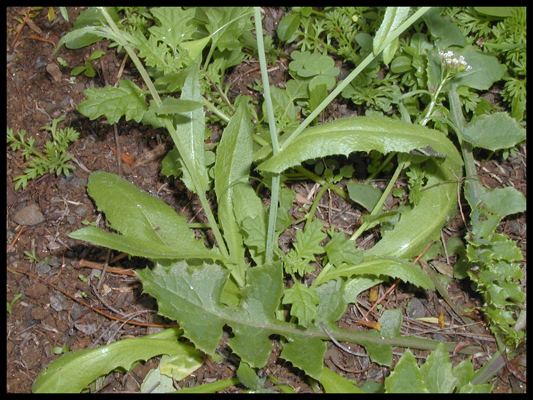 Capsella (plant) Capsella rubella