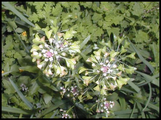Capsella (plant) Capsella rubella