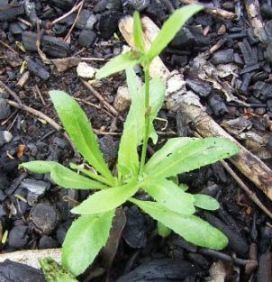 Capsella (plant) Factsheet Capsella bursapastoris