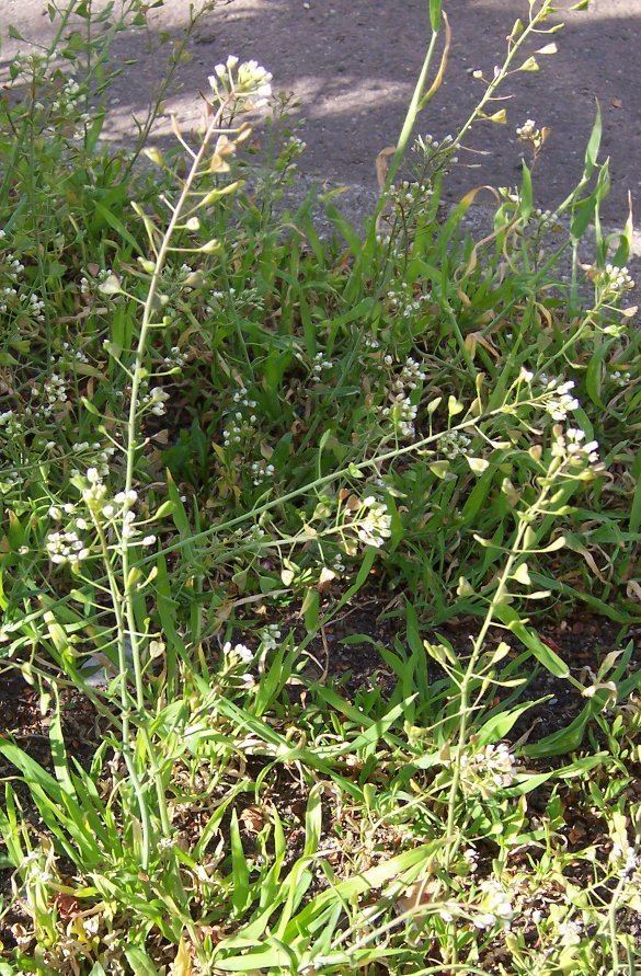 Capsella (plant) Capsella plant Wikipedia