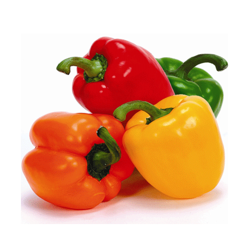 Capsicum Capsicum Bell PepperPaprikaBeautifully shapedglossy and crunchy