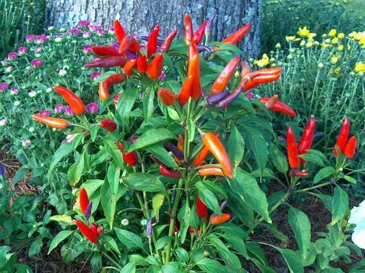 Capsicum annuum Capsicum Herbs Capsicum annum Capsicum Annual Herb