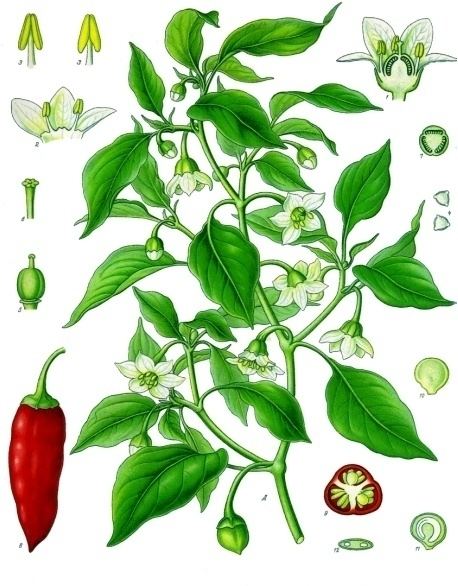 Capsicum annuum httpsuploadwikimediaorgwikipediacommonsdd