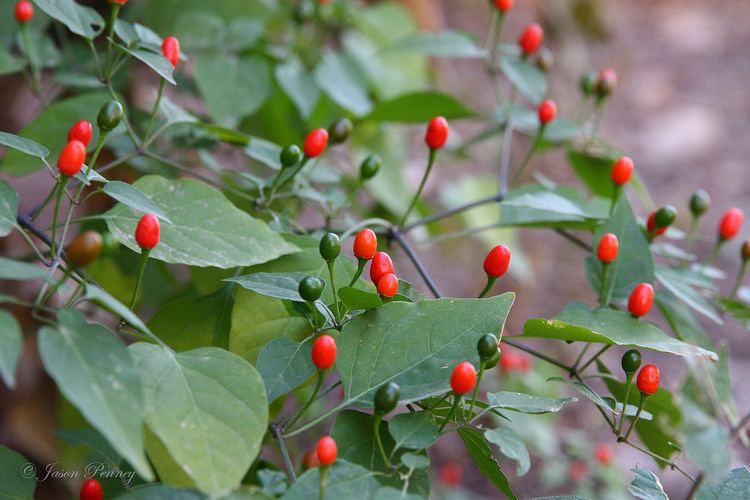 Capsicum annuum var. glabriusculum Chile Pequin AKA Chilepequin AKA Bird Peppers Capsicum a Flickr