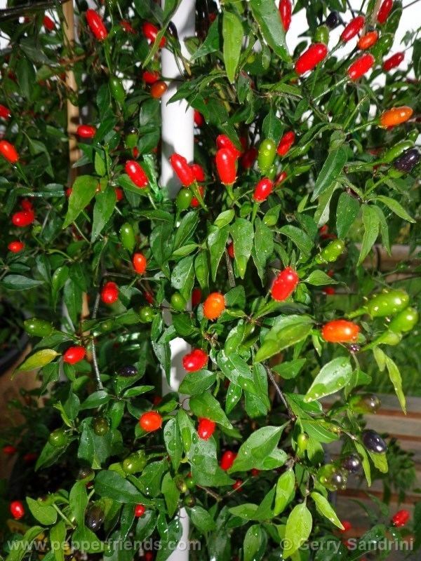 Capsicum Chacoense - Alchetron, The Free Social Encyclopedia