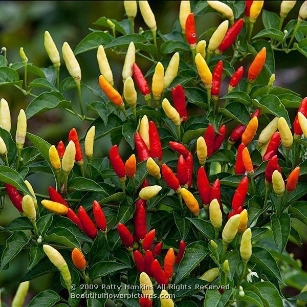 Capsicum frutescens Capsicum frutescens Health effects and herbal facts