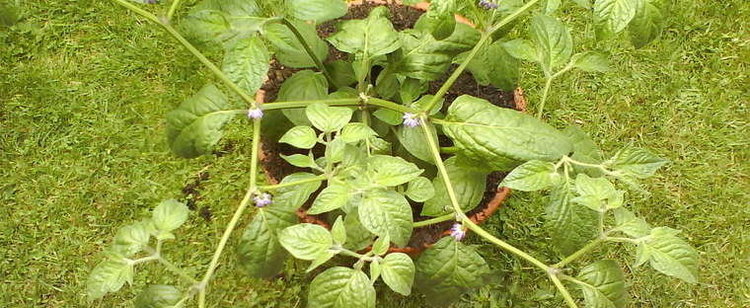 Capsicum pubescens Hot Pepper Capsicum pubescens 39Albertos Locoto39